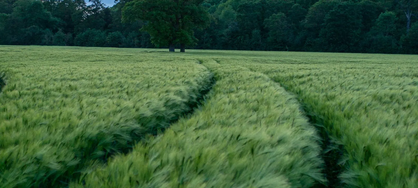 Barley Fields, Barley, Wheat, English Countryside, English field, Farmers field - Web Design Milton Keynes | Bloxli Web Design Milton Keynes