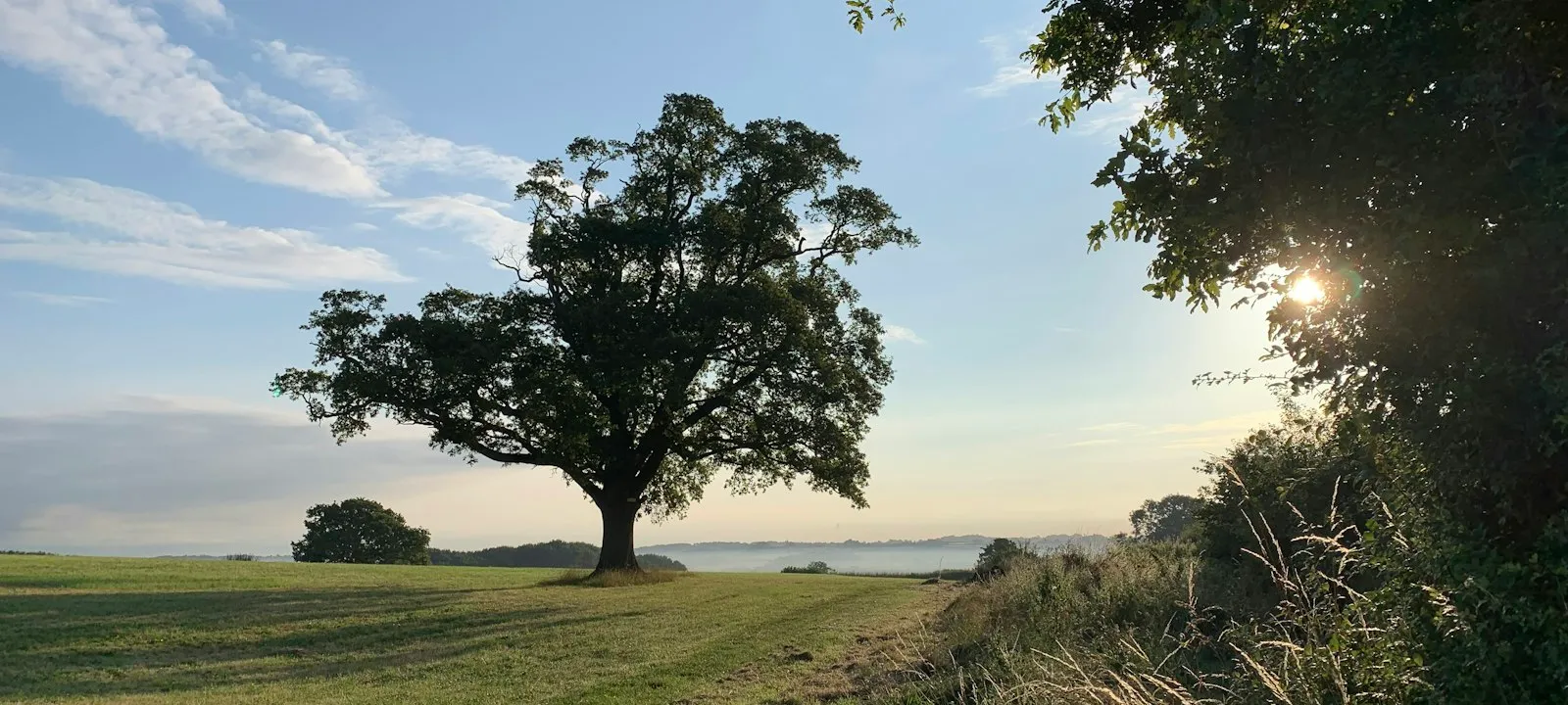 Oak tree near Shropshire - Web Design Herefordshire | Bloxli Web Design Herefordshire