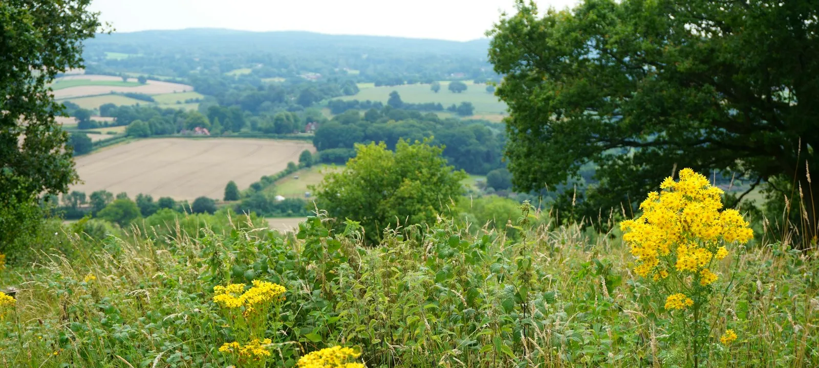 The North Downs in Surrey, UK. I'm on a country walk - Web Design Surrey | Bloxli Web Design Surrey