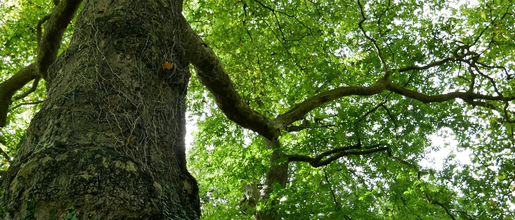 Dartington Hall near Totnes in South Devon - Web Design Totnes | Bloxli Web Design Totnes